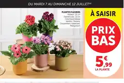 U Express Plantes fleuries offre