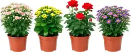 Auchan Supermarché Sans marque mix plantes fleuries offre
