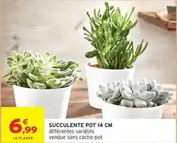 Intermarché Succulente pot 14 cm offre