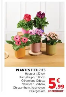 Maximarché Plantes fleuries offre