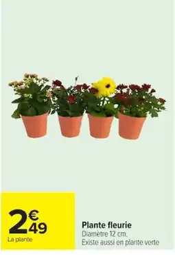 Carrefour Plante fleurie offre