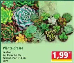 Norma Plante grasse offre