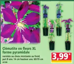 Norma Clématite en fleurs XL offre