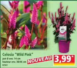 Norma Celosia "Wild Pink" offre