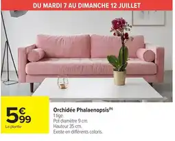 Carrefour Market Orchidée Phalaenopsis offre