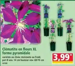 Norma Clématite en fleurs xl forme pyramidale offre