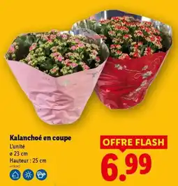 Lidl Kalanchoe en coupe offre