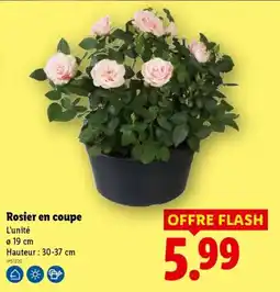 Lidl Rosier en coupe offre