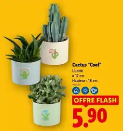 Lidl Cactus "Cool" offre