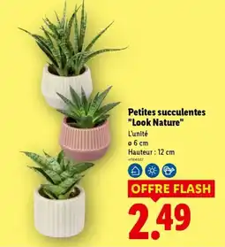 Lidl Look Nature Petites succulentes offre