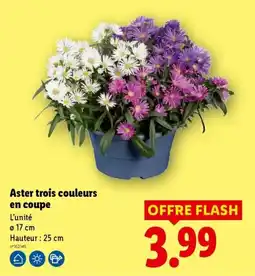 Lidl Aster trois couleurs offre