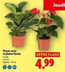 Lidl Jeudi Plante verte et plante fleurie offre