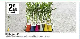 Lucky Bamboo