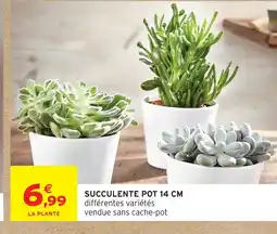 Intermarché Hyper Succulente pot 14 cm offre
