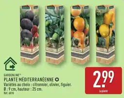 ALDI GARDENLINE PLANTE MÉDITERRANÉENNE offre