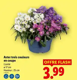 Lidl Aster trois couleurs en coupe offre