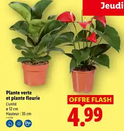 Lidl Plante verte et plante fleurie offre