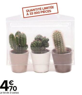 Carrefour Lot de 3 cactus offre