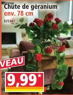 Norma Chute de géranium offre