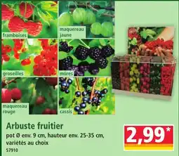 Norma Arbuste fruitier offre