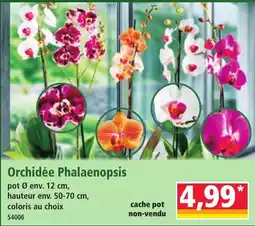 Norma Orchidée Phalaenopsis offre