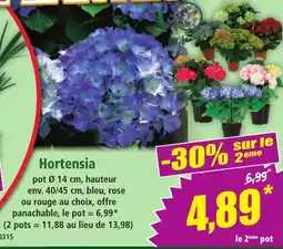 Norma Hortensia offre