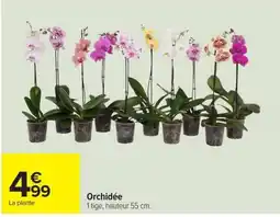 Carrefour Orchidée offre