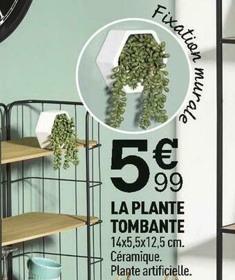 Centrakor La plante tombante offre
