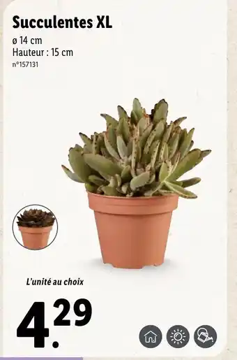 Succulentes XL