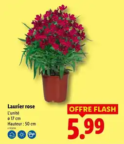 Lidl Laurier rose offre