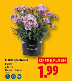Lidl Dianthus Cœillets parfumés offre
