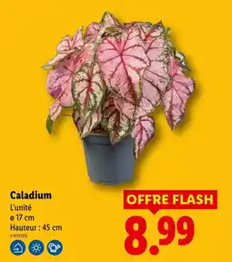 Lidl Caladium offre