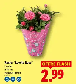 Lidl Lovely Rose Rosier offre