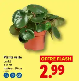 Lidl Plante verte offre