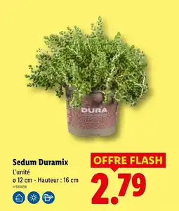 Lidl Duramix Sedum offre