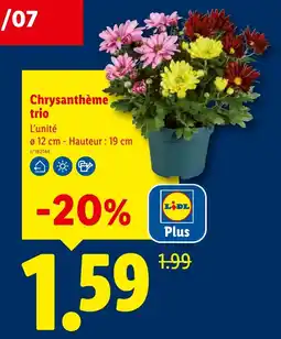 Lidl Chrysanthème trio offre
