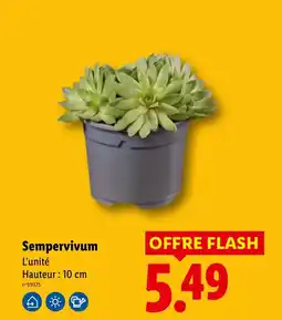 Lidl Sempervivum offre