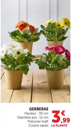 Bi1 GERBERAS offre
