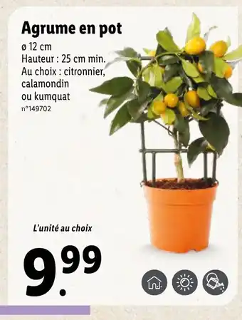 Lidl Agrume en pot offre
