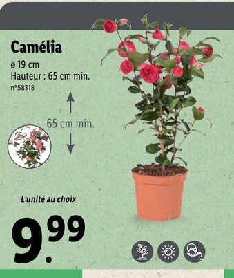 Lidl Camélia offre