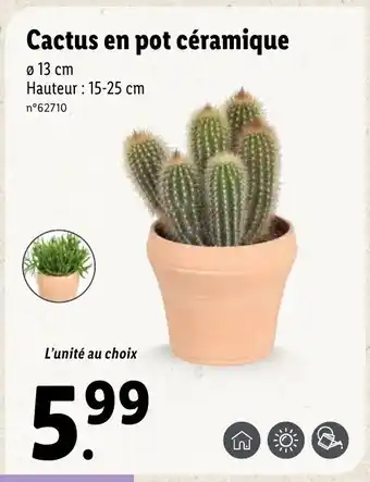 Lidl Cactus en pot céramique offre