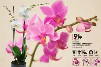 ALDI Orchidée 2 branches offre