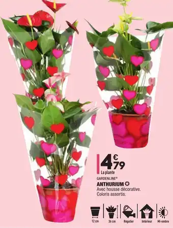 ALDI Anthurium offre