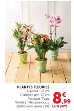 Hyper U Potcover Tropic PLANTES FLEURIES offre