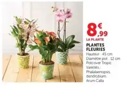 Hyper U LA PLANTE offre
