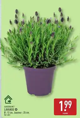 ALDI GARDENLINE LAVANDE offre