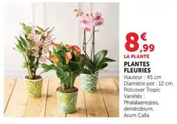 U Express LA PLANTE PLANTES FLEURIES offre