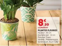 Hyper U Potcover Tropic PLANTES FLEURIES offre