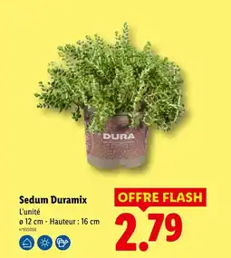 Lidl Sedum duramix offre