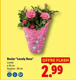 Lidl Rosier 'lovely rose' offre